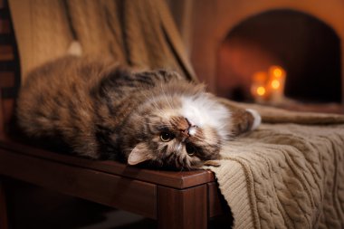 Tekir kedi rahatlatıcı gri ve siyah