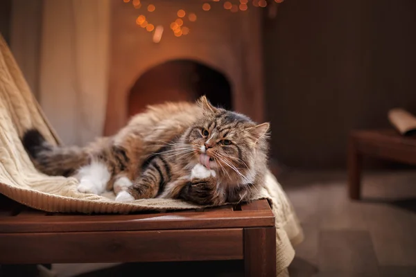 Cinza e preto Tabby Cat Relaxante — Fotografia de Stock