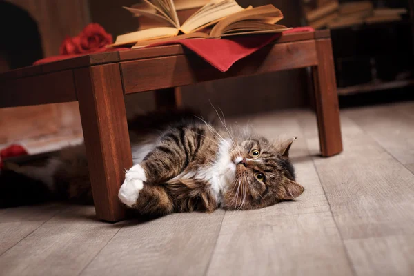 Grigio e nero Tabby Cat rilassante — Foto Stock