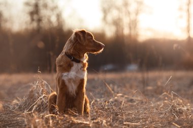 Köpek Nova Scotia Duck Tolling Retriever bahar Park'ta yürüyordunuz