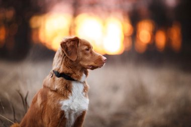 Köpek Nova Scotia Duck Tolling Retriever bahar Park'ta yürüyordunuz