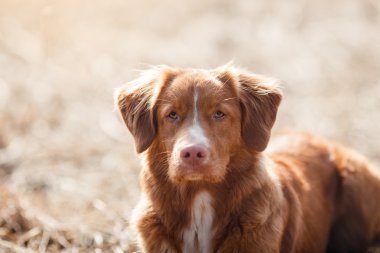 Köpek Nova Scotia Duck Tolling Retriever bahar Park'ta yürüyordunuz