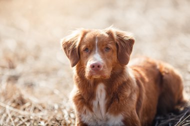 Köpek Nova Scotia Duck Tolling Retriever bahar Park'ta yürüyordunuz