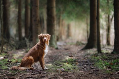 Köpek Nova Scotia Duck Tolling Retriever bahar ormanda yürüyüş
