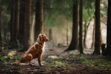 Köpek Nova Scotia Duck Tolling Retriever bahar ormanda yürüyüş