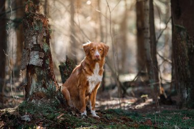 Köpek Nova Scotia Duck Tolling Retriever bahar ormanda yürüyüş