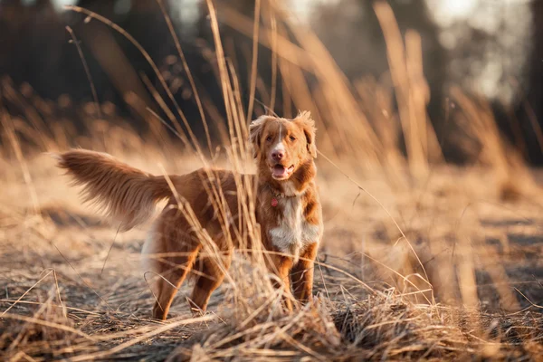 Dog Nova Scotia Ente Maut Retriever Gassi gehen im Frühling Park — Stockfoto