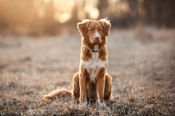 Dog Nova Scotia Ente Maut Retriever Gassi gehen im Frühling Park — Stockfoto