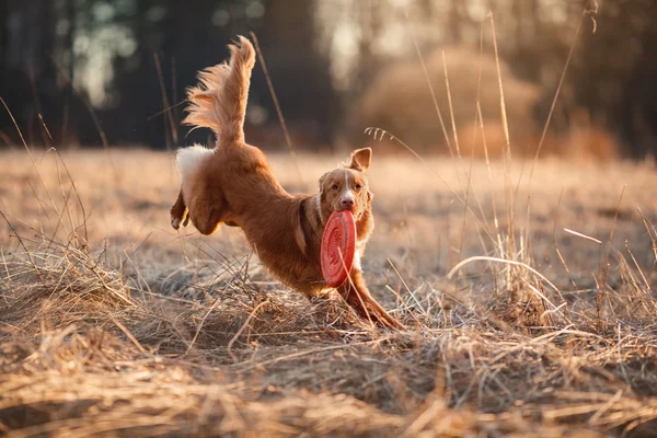 Dog Nova Scotia Ente Maut Retriever Gassi gehen im Frühling Park — Stockfoto