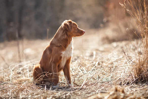 Perro Nova Scotia Duck Tolling Retriever caminando en el parque de primavera —  Fotos de Stock