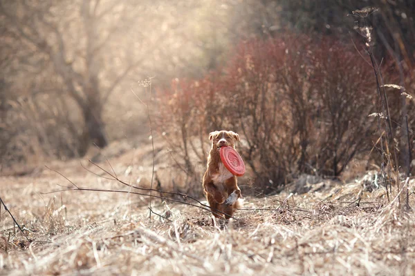 Hond Nova Scotia Duck Tolling Retriever wandelen in voorjaar park — Stockfoto