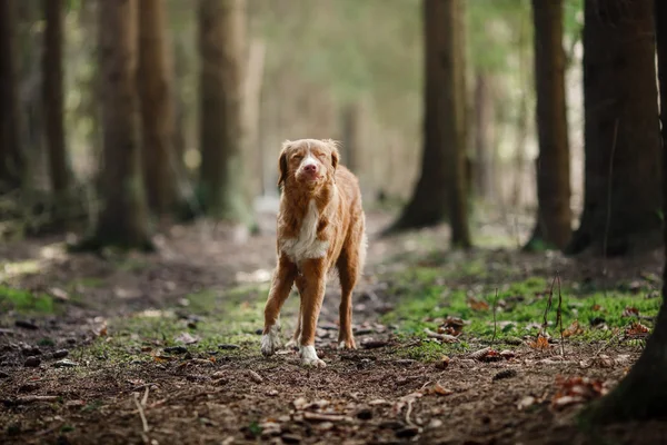 Σκύλος Nova Scotia Duck διοδίων Retriever περπάτημα στο δάσος άνοιξη — Φωτογραφία Αρχείου