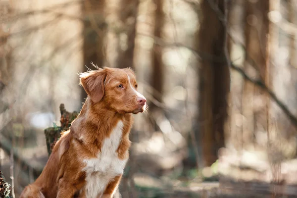 Perro Nova Scotia Duck Tolling Retriever caminando en el bosque de primavera — Foto de Stock