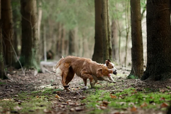 Perro Nova Scotia Duck Tolling Retriever caminando en el bosque de primavera —  Fotos de Stock