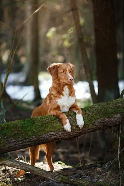 Pies Nova Scotia Duck Tolling Retriever spacery w lesie, wiosna — Zdjęcie stockowe