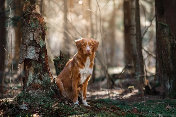 Dog Nova Scotia Duck Tolling Retriever caminhando na floresta de primavera — Fotografia de Stock