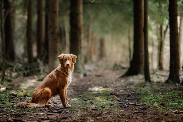 Kutya Nova Scotia Duck Retriever autópályadíj séta a tavaszi erdő — Stock Fotó