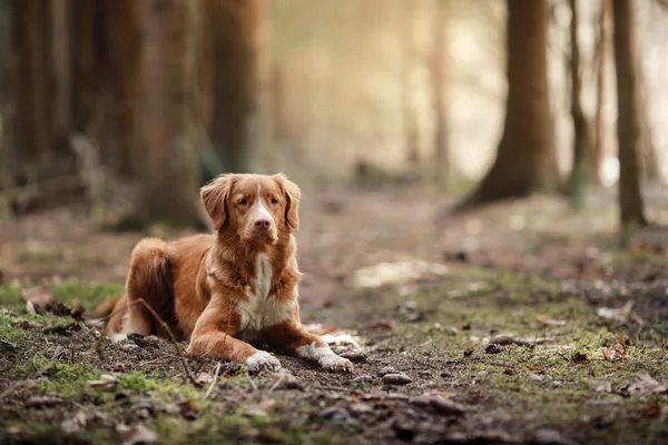 Kutya Nova Scotia Duck Retriever autópályadíj séta a tavaszi erdő — Stock Fotó