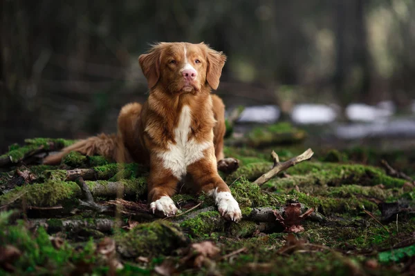 狗新斯科舍省鸭寻回犬走在春天森林 — 图库照片