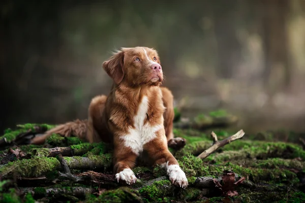 Dog Nova Scotia Ente Maut Retriever Gassi gehen im Frühling Wald — Stockfoto