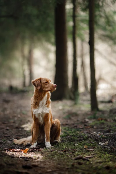 Собака Нова Шотландія качка дзвін лабрадорів ретріверів прогулянки у лісі весни — стокове фото