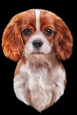 Çizim köpek Cavalier King Charles Spaniel