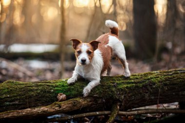 Köpek doğurmak Jack Russell Terrier ormanda yürüyüş