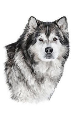 Çizim köpek Alaskan Malamute