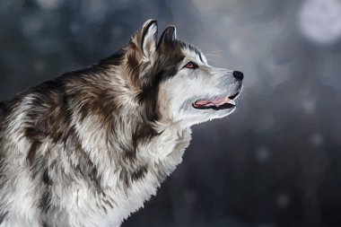 Çizim köpek Alaskan Malamute