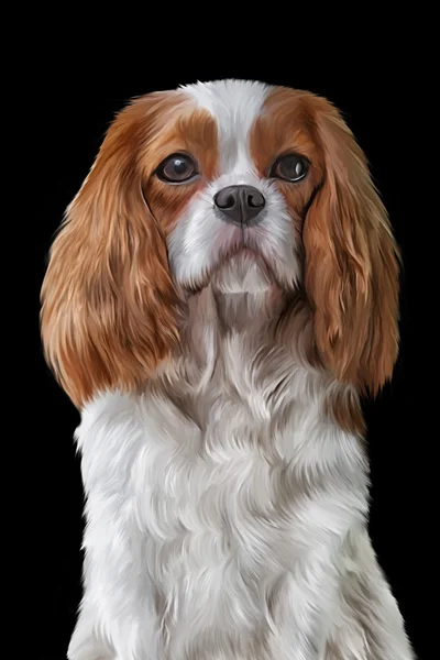 Çizim Köpek Cavalier King Charles Spaniel — Stok fotoğraf