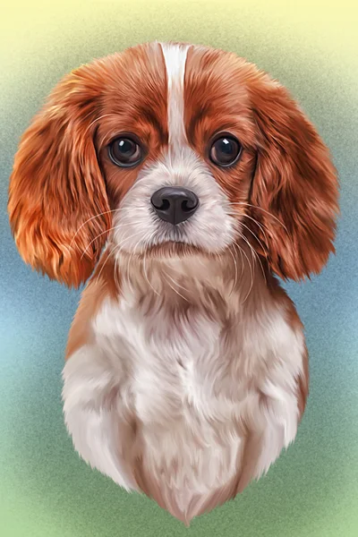 Drawing dog Cavalier King Charles Spaniel — Stock Photo, Image