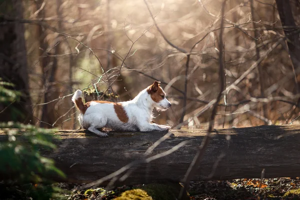 Hunderasse Jack Russell Terrier spaziert im Wald — Stockfoto