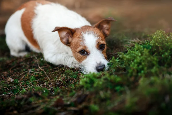 Cría de perros Jack Russell Terrier caminando por el bosque — Foto de Stock