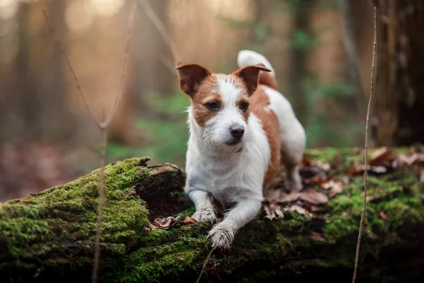 Köpek doğurmak Jack Russell Terrier ormanda yürüyüş — Stok fotoğraf