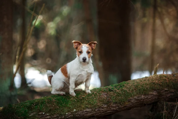 Köpek doğurmak Jack Russell Terrier ormanda yürüyüş — Stok fotoğraf