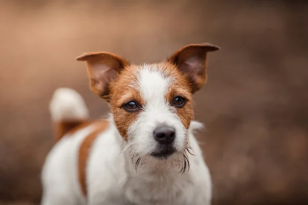 Dog breed Jack Russell Terrier walking in the park — Stock Photo, Image