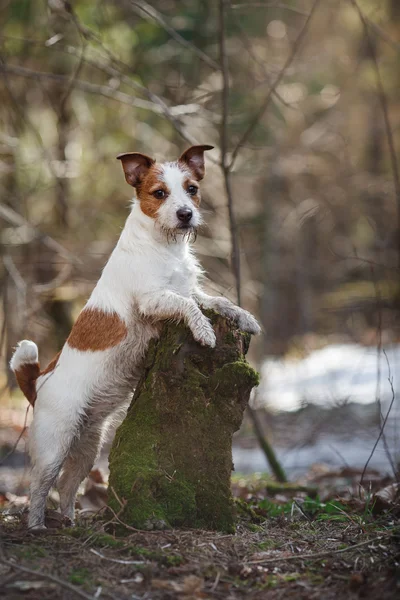 Psí plemeno Jack Russell teriér, procházky v lese — Stock fotografie