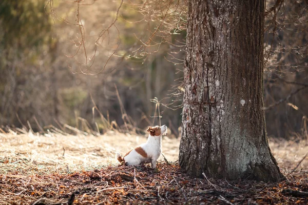 Hund rasen Jack Russell Terrier promenader i skogen — Stockfoto