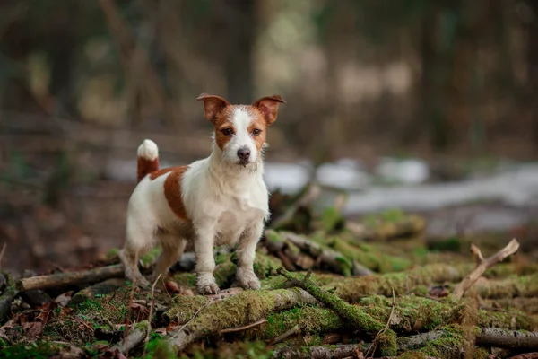 Raça cão Jack Russell Terrier andando na floresta — Fotografia de Stock