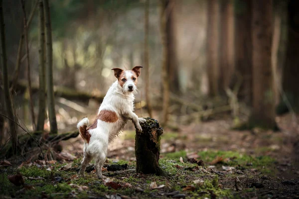 Raça cão Jack Russell Terrier andando na floresta — Fotografia de Stock