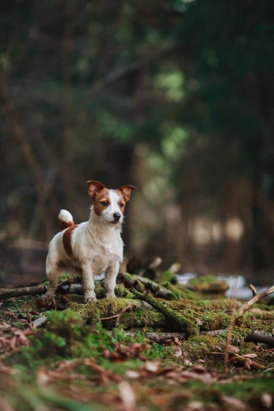 Raça cão Jack Russell Terrier andando na floresta — Fotografia de Stock