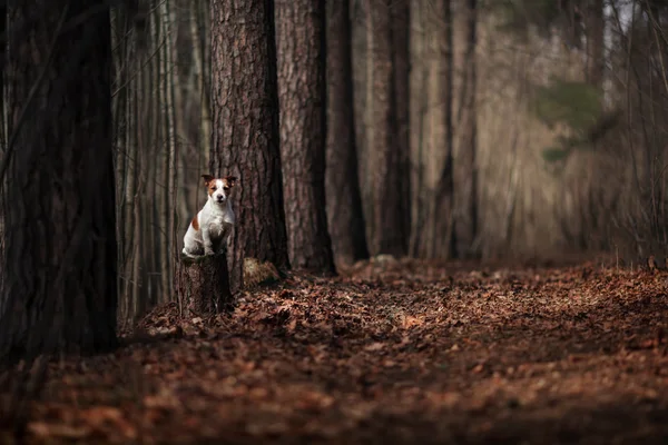 Dog breed Jack Russell Terrier walking in the forest — Stock Photo, Image