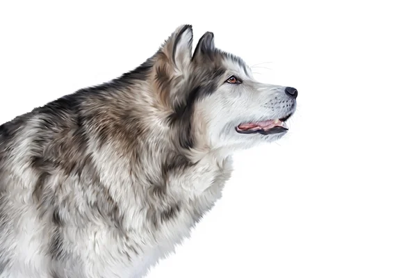 Tekening hond Alaskan Malamute — Stockfoto