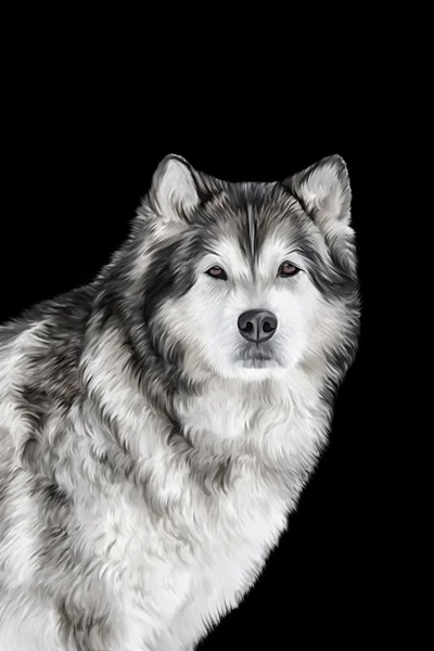 绘图的狗阿拉斯加雪橇犬 — 图库照片