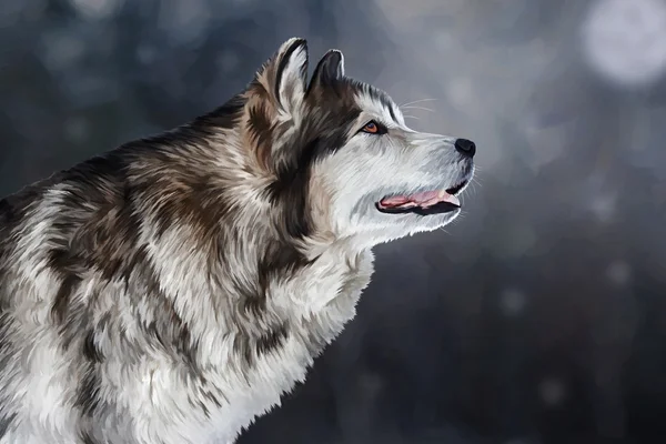 绘图的狗阿拉斯加雪橇犬 — 图库照片