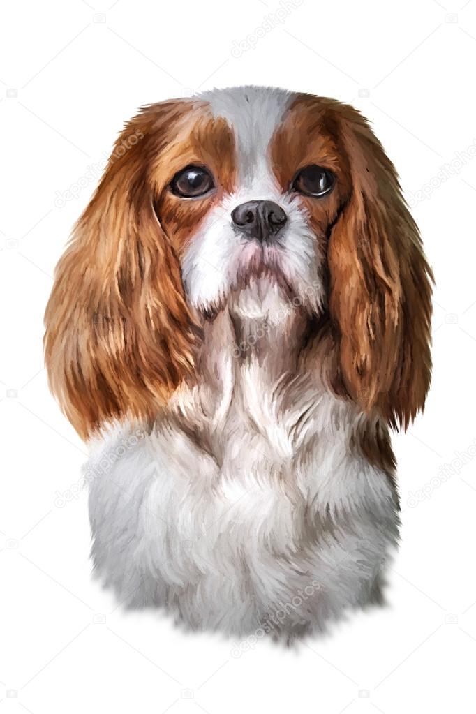 Drawing dog Cavalier King Charles Spaniel