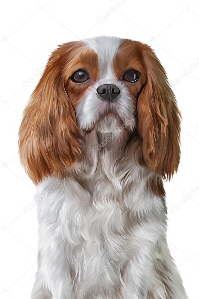 Drawing dog Cavalier King Charles Spaniel
