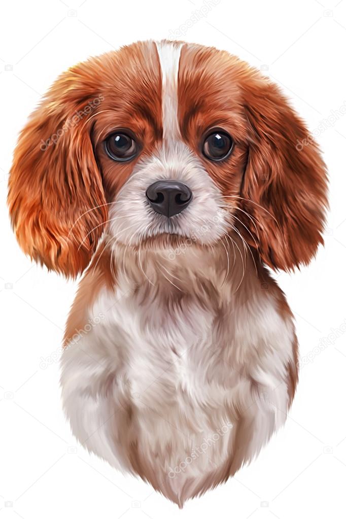 Drawing Dog Cavalier King Charles Spaniel Stock Photo