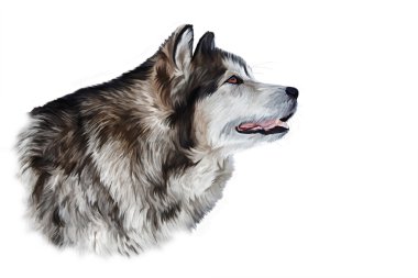 Çizim köpek Alaskan Malamute