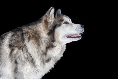 Çizim köpek Alaskan Malamute